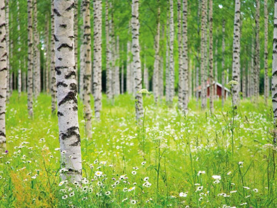 Puhtaasti M1-luokassa